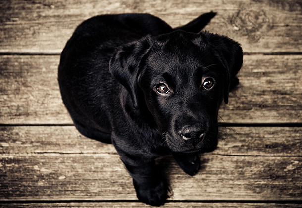 犬のイメージ写真